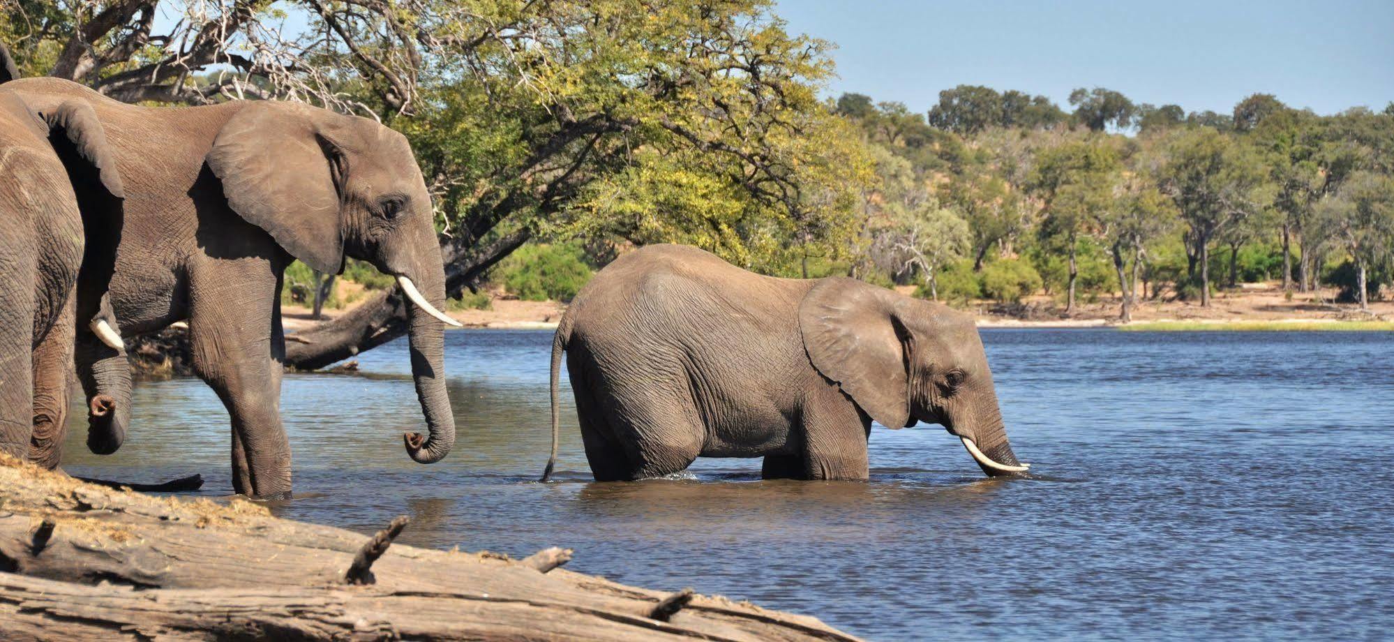 Thebe River Safaris Kasane Dış mekan fotoğraf